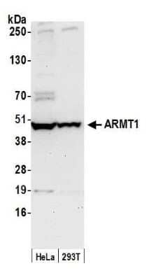 Western Blot: ARMT1 Antibody [NBP2-61236] - Detection of human ARMT1 by western blot. Samples: Whole cell lysate (50 ug) from HeLa and 293T cells prepared using NETN lysis buffer. Antibody: Affinity purified rabbit anti-ARMT1 antibody NBP2-61236 used for WB at 1:1000. Detection: Chemiluminescence with an exposure time of 3 minutes.