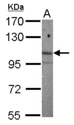 Western Blot ARNT2 Antibody