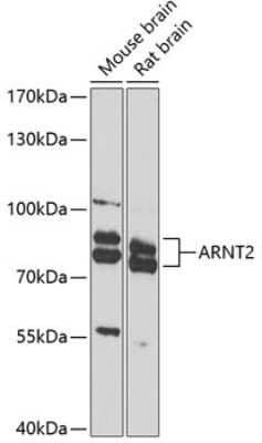 Western Blot ARNT2 Antibody - BSA Free