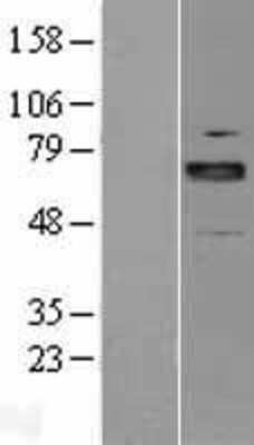 Western Blot ARNT2 Overexpression Lysate