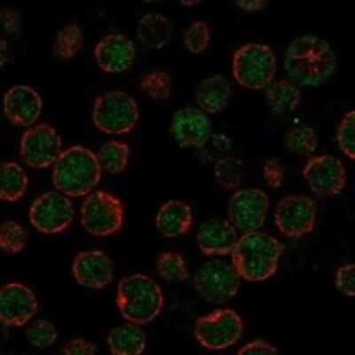 Immunocytochemistry/ Immunofluorescence ARP10 Antibody