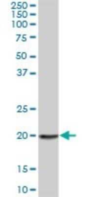 Western Blot ARP10 Antibody - Azide and BSA Free