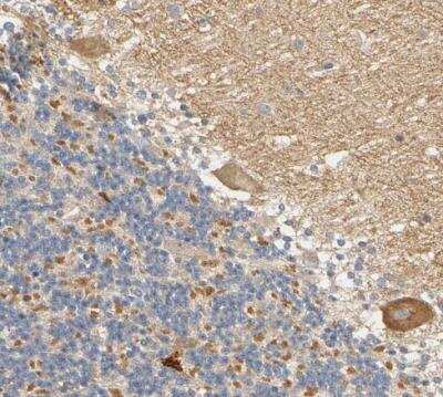 Immunohistochemistry-Paraffin: ARPC1A Antibody [NBP1-88851] - Staining of human cerebellum shows moderate cytoplasmic positivity in Purkinje cells.