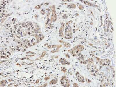 Immunohistochemistry-Paraffin ARPC1A Antibody - BSA Free