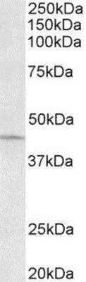 Western Blot ARPC1A Antibody