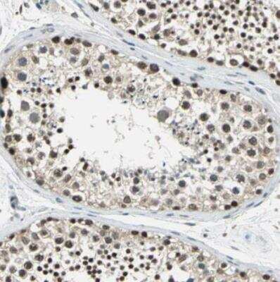 Immunohistochemistry-Paraffin: ARPC3 Antibody [NBP1-89016] - Staining of human testis shows strong nuclear positivity in cells in seminiferous ducts.