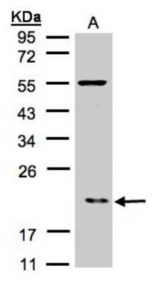Western Blot ARPC3 Antibody - BSA Free