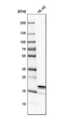 Western Blot: ARPC3 Antibody [NBP1-89016] - Analysis in mouse cell line NIH-3T3 and rat cell line NBT-II.