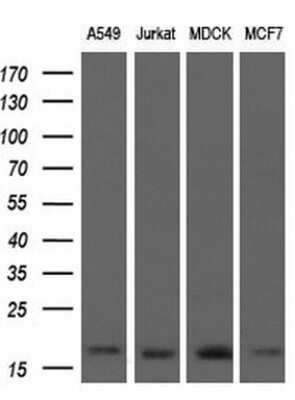 Western Blot: ARPC5 Antibody (OTI2G1) - Azide and BSA Free [NBP2-71550] - Analysis of extracts (10ug) from 4 different cell lines.