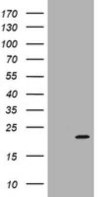 Western Blot ARPC5 Antibody (OTI2G1) - Azide and BSA Free