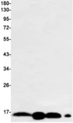 Western Blot: ARPC5 Antibody (S08-2B3) [NBP3-19937] - Western blot detection of ARPC5 in Rat Brain (Lane 1), C6 (Lane 2), 3T3 (Lane 3), Hela (Lane 4) cell lysates using NBP3-19937 (1:1000 diluted). Predicted band size: 16kDa. Observed band size: 16kDa.
