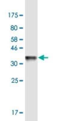 Western Blot: ARPM1 Antibody (2H8) [H00084517-M01-100ug] - Detection against immunogen (36.85 kDa).