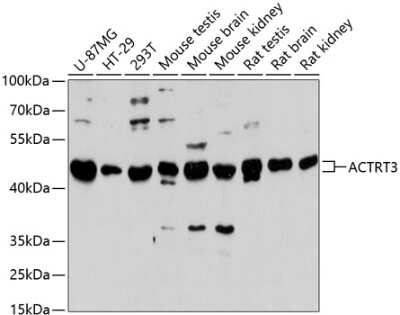 Western Blot ARPM1 Antibody - Azide and BSA Free