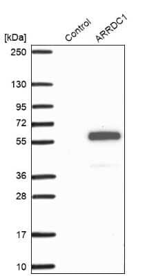 Western Blot: ARRDC1 Antibody [NBP1-91683] - Analysis in control (vector only transfected HEK293T lysate) and ARRDC1 over-expression lysate (Co-expressed with a C-terminal myc-DDK tag (3.1 kDa) in mammalian HEK293T cells).