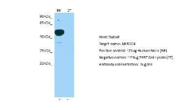 Western Blot ARRDC4 Antibody - BSA Free