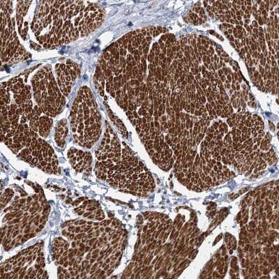 Immunohistochemistry-Paraffin ARSI Antibody