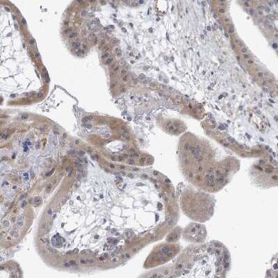 Immunohistochemistry-Paraffin ARSI Antibody