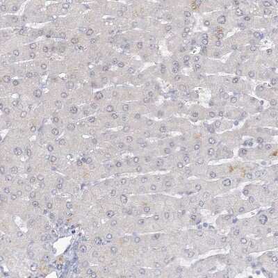 Immunohistochemistry-Paraffin: ARSI Antibody [NBP2-48681] - Staining of human liver shows no positivity in hepatocytes as expected.