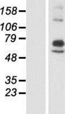 Western Blot: ARSI Overexpression Lysate (Adult Normal) [NBP2-08790] Left-Empty vector transfected control cell lysate (HEK293 cell lysate); Right -Over-expression Lysate for ARSI.