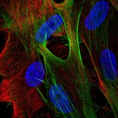 Immunocytochemistry/ Immunofluorescence ARSJ Antibody