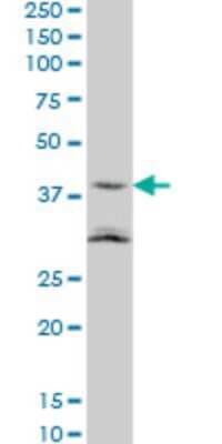 Western Blot: ASAHL/N-acylethanolamine-hydrolyzing Acid Amidase Antibody (5E3) [H00027163-M01] - NAAA monoclonal antibody (M01), clone 5E3 Analysis of ASAHL expression in NIH/3T3.