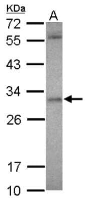 Western Blot: ASB12 Antibody [NBP2-15480] - Sample (30 ug of whole cell lysate) A: U87-MG 12% SDS PAGE gel, diluted at 1:500.
