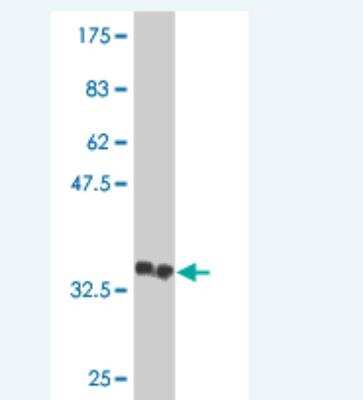 Western Blot: ASB13 Antibody (2A11) [H00079754-M01] - Detection against Immunogen (36.74 KDa) .