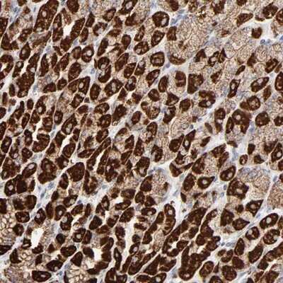 Immunohistochemistry-Paraffin: ASB3 Antibody [NBP1-88812] - Staining of human stomach shows strong cytoplasmic positivity in glandular cells.