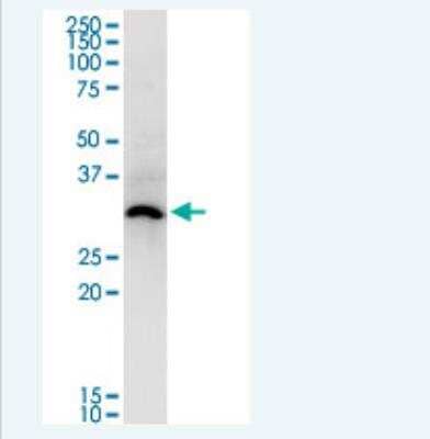 Western Blot: ASB5 Antibody (6B10) [H00140458-M03-100ug] - Analysis of ASB5 expression in NIH/3T3.