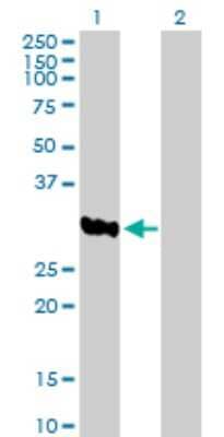 Western Blot: ASB8 Antibody [H00140461-B01P] - Analysis of ASB8 expression in transfected 293T cell line by ASB8 polyclonal antibody.  Lane 1: ASB8 transfected lysate(31.68 KDa). Lane 2: Non-transfected lysate.
