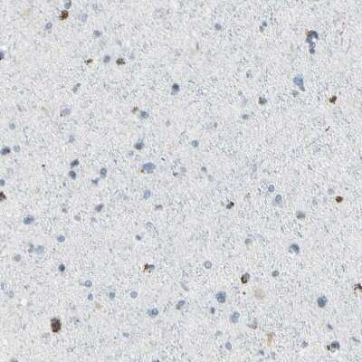 Immunohistochemistry-Paraffin: ASB9 Antibody [NBP1-85082] - Staining of human cerebral cortex shows no positivity in neurons as expected.
