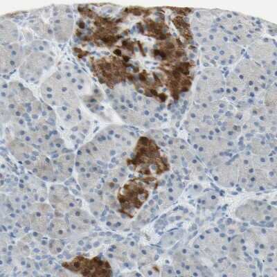 Immunohistochemistry-Paraffin: ASB9 Antibody [NBP1-85082] - Staining of human pancreas shows strong granular cytoplasmic positivity in the islets of Langerhans.
