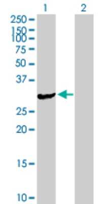 Western Blot: ASB9 Antibody [H00140462-B01P] - Analysis of ASB9 expression in transfected 293T cell line by ASB9 polyclonal antibody.  Lane 1: ASB9 transfected lysate(32.34 KDa). Lane 2: Non-transfected lysate.