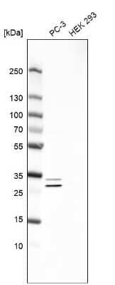 Western Blot ASB9 Antibody - BSA Free