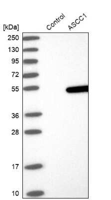 Western Blot ASCC1 Antibody