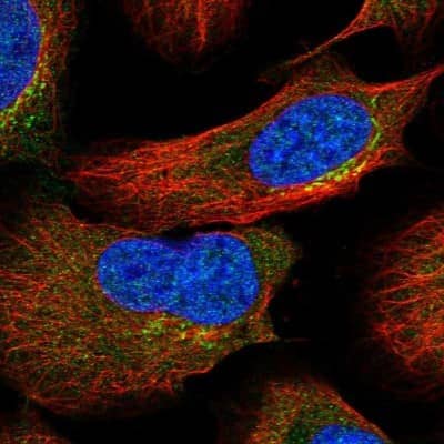 <b>Independent Antibodies Validation. </b>Immunocytochemistry/Immunofluorescence: ASCC3 Antibody [NBP1-88854] - Immunofluorescent staining of human cell line U-2 OS shows localization to the Golgi apparatus. Antibody staining is shown in green.