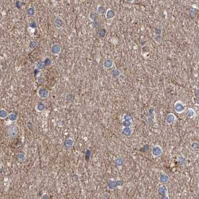 Immunohistochemistry-Paraffin: ASCC3 Antibody [NBP1-88853] - Staining of human cerebral cortex.