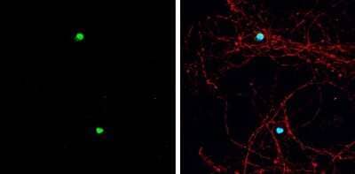 Immunocytochemistry/Immunofluorescence: ASCL1/Mash1 Antibody [NBP3-13159] - ASCL1/Mash1 antibody detects ASCL1/Mash1 protein by immunofluorescent analysis. Sample: DIV9 rat E18 primary hippocampal neuron cells were fixed in 4% paraformaldehyde at RT for 15 min. Green: ASCL1/Mash1 stained by ASCL1/Mash1 antibody (NBP3-13159) diluted at 1:500. Red: beta Tubulin 3/ Tuj1, stained by beta Tubulin 3/ Tuj1 antibody [GT11710] (NBP2-43559) diluted at 1:500. Blue: Fluoroshield with DAPI.