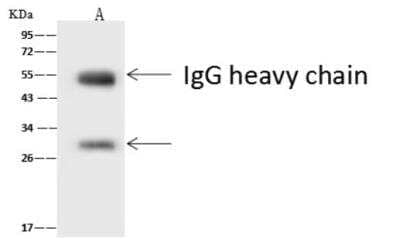 Immunoprecipitation: ASCL1/Mash1 Antibody [NBP2-99418] - ASCL1/Mash1 was immunoprecipitated using: Lane A: 0.5 mg Mouse brains Tissue Lysate 4 ul anti-ASCL1/Mash1 rabbit polyclonal antibody and 60 ug of Immunomagnetic beads. Protein A/G. Primary antibody: Anti-ASCL1/Mash1 rabbit polyclonal antibody, at 1:100 dilution. Secondary antibody: Goat Anti-Rabbit IgG (H+L)/HRP at 1/10000 dilution. Developed using the ECL technique. Performed under reducing conditions. Predicted band size: 25 kDa. Observed band size: 29 kDa