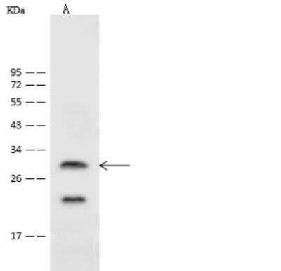 Western Blot: ASCL1/Mash1 Antibody [NBP2-99418] - Anti-ASCL1/Mash1 rabbit polyclonal antibody at 1:500 dilution. Lane A: Mouse brain tissue lysate. Lysates/proteins at 30 ug per lane. Secondary Goat Anti-Rabbit IgG (H+L)/HRP at 1/10000 dilution. Developed using the ECL technique. Performed under reducing conditions. Predicted band size: 25 kDa. Observed band size: 28 kDa