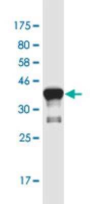 Western Blot: ASCL3 Antibody (2F8) [H00056676-M02-100ug] -  detection against Immunogen (36.19 KDa) .