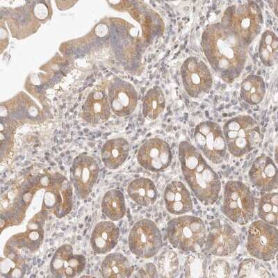 Immunohistochemistry-Paraffin: ASCL3 Antibody [NBP1-88635] - Staining of human duodenum shows moderate cytoplasmic positivity in glandular cells.