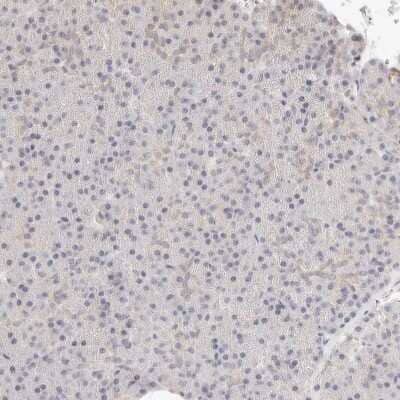 Immunohistochemistry-Paraffin: ASCL3 Antibody [NBP1-88635] - Staining of human pancreas shows no positivity in exocrine glandular cells.