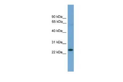 Western Blot: ASCL3 Antibody [NBP3-10429] - Western blot analysis using NBP3-10429 on Mouse Muscle  as a positive control. Antibody Titration: 0.2-1 ug/ml