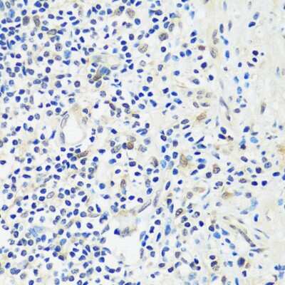 Immunohistochemistry-Paraffin ASCL4 Antibody - Azide and BSA Free