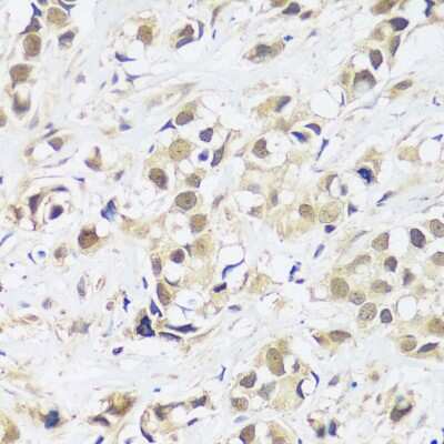 Immunohistochemistry-Paraffin ASCL4 Antibody - Azide and BSA Free