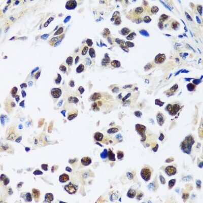 Immunohistochemistry-Paraffin ASCL4 Antibody - Azide and BSA Free