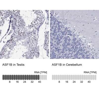 Immunocytochemistry/ Immunofluorescence ASF1b Antibody - BSA Free