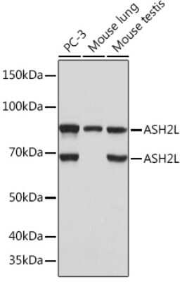 Western Blot: ASH2L Antibody (10B6U5) [NBP3-16505] - Analysis of extracts of various cell lines, using ASH2L Rabbit mAb (NBP3-16505) at 1:1000 dilution. Secondary antibody: HRP Goat Anti-Rabbit IgG (H+L) at 1:10000 dilution. Lysates/proteins: 25ug per lane. Blocking buffer: 3% nonfat dry milk in TBST. Detection: ECL Basic Kit. Exposure time: 5s.