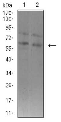 Western Blot: ASH2L Antibody (6F6B9) [NBP2-61685] - Analysis using ASH2L mouse mAb against K562 (1) and F9 (2) cell lysate.